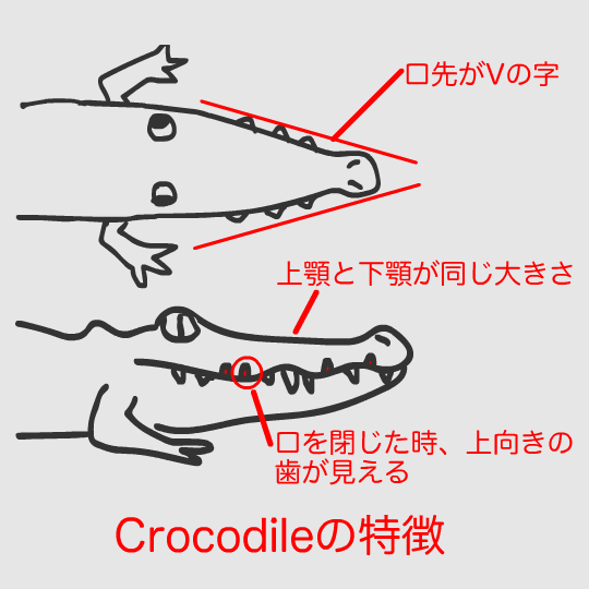 Crocodileの特徴