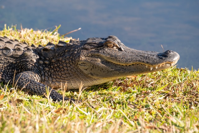 Alligatorの写真