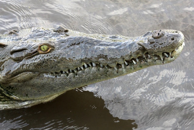Crocodileの写真