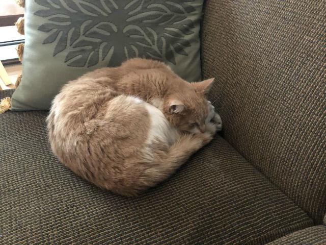 猫のマルコ君、ソファーで昼寝中